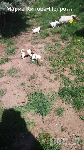 Джак Ръсел , снимка 3 - Джак ръсел териер - 54362008