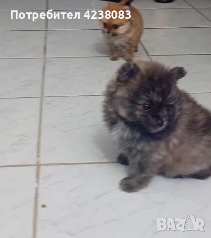 Померан, снимка 9 - Померан - 54994237