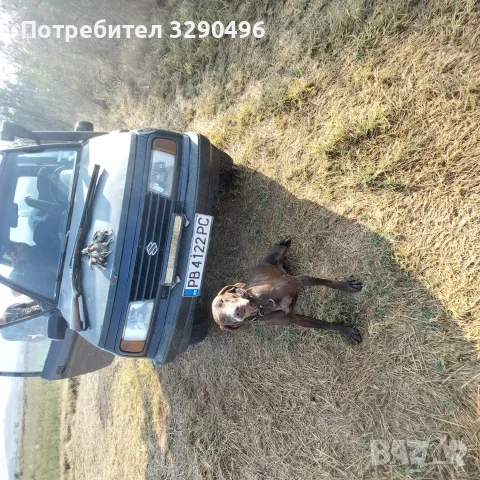 Малки Курцхаари, снимка 7 - Курцхаар - 55342201