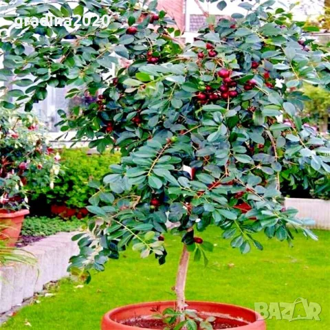 Ягодова гуава (Psidium cattleyanum) – екзотично плодно растение с ароматни плодове, снимка 6 - Разсади - 55298673