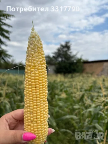 🌽Сладка Царевица OVERLAND 🌽, снимка 5 - Други - 55667446