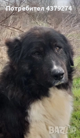 линия Гуджо-върлан и зорка