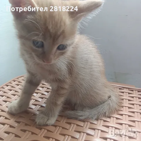 Подаряват се 2 котета, снимка 2 - Други - 55541618