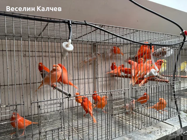 Червении и къдрави канарчета, снимка 4 - Канари - 55366159