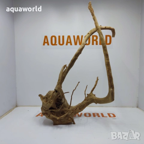 Корен Азалия 11