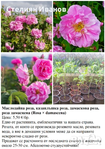 ПЛОДНИ ХРАСТИ В КОНТЕЙНЕРИ, снимка 10 - Градински цветя и растения - 53447504