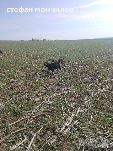 продавам , снимка 8 - Кози - 54162161