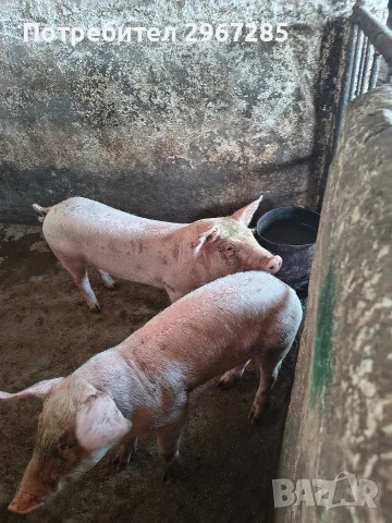 Продавам малки прасенца, снимка 2 - Прасета - 55359466