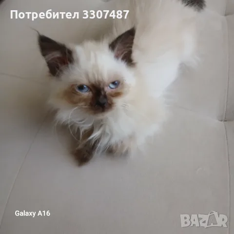 Коте порода Регдол, снимка 4 - Други - 54607291