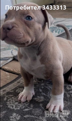 Питбул
