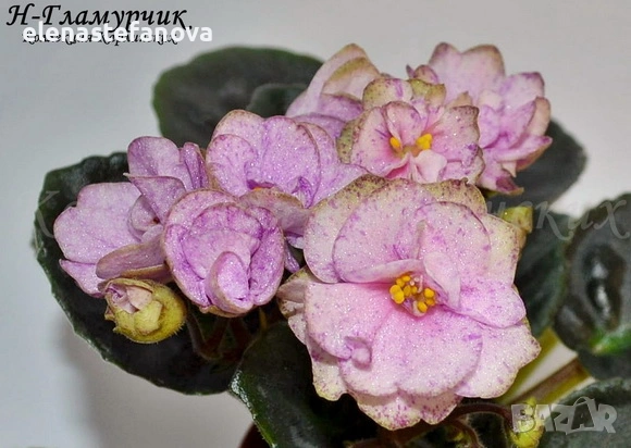 Комплект от три сортови сентполии, снимка 3 - Стайни растения - 54251384