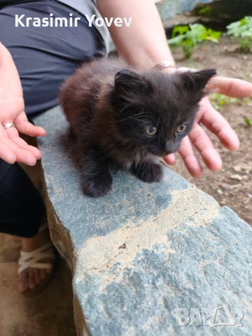 Коте женско