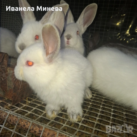 Продавам зайчета