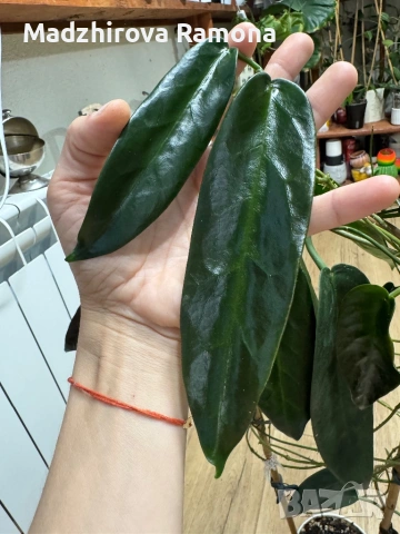 Hoya Хоя Onychoides 