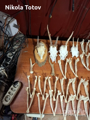 Продават се рога и челюсти , снимка 5 - Антикварни и старинни предмети - 54060194