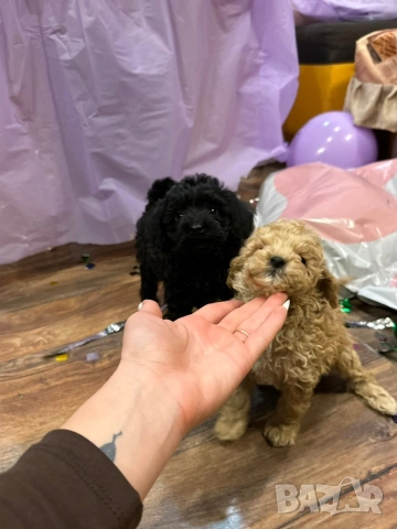 Пудел той , снимка 4 - Пудели - 54304022