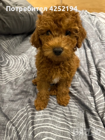 Мини пудел женско , снимка 2 - Пудели - 53865447