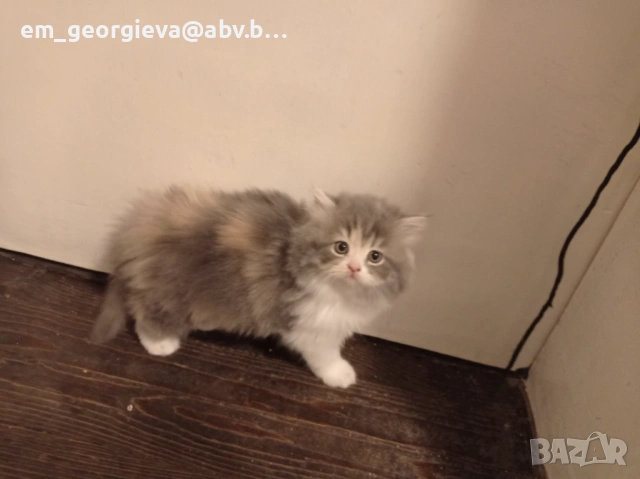 Персийски котенца 