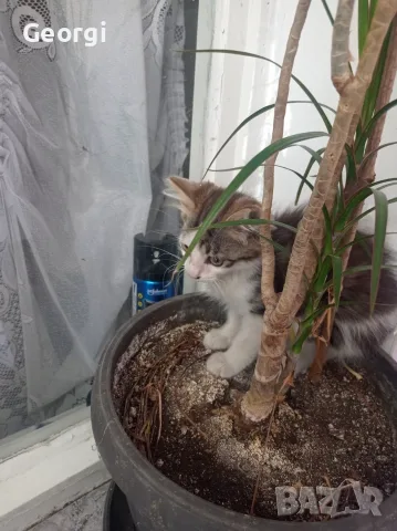 Подарявам малко мъжко котенце, снимка 3 - За котки - 55542259