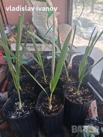 Палма бутия одората 