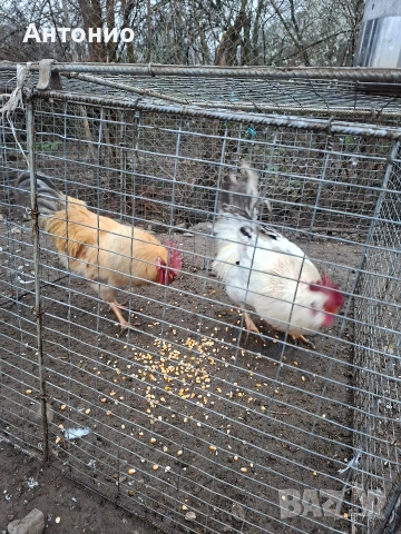 продавам петли , снимка 4 - Кокошки и пуйки - 52472095