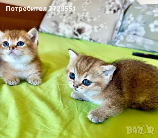 Британска късокосместа порода, 2 златисти котета, котка, домашни любимци, снимка 5 - Британска късокосместа - 55450451