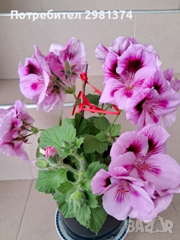 Кралско мушкато, снимка 5 - Стайни растения - 54216735