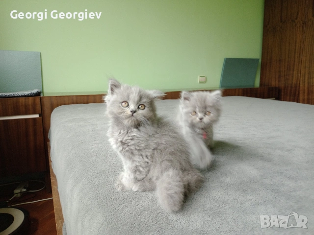Британски котета, снимка 3 - Други - 54729529