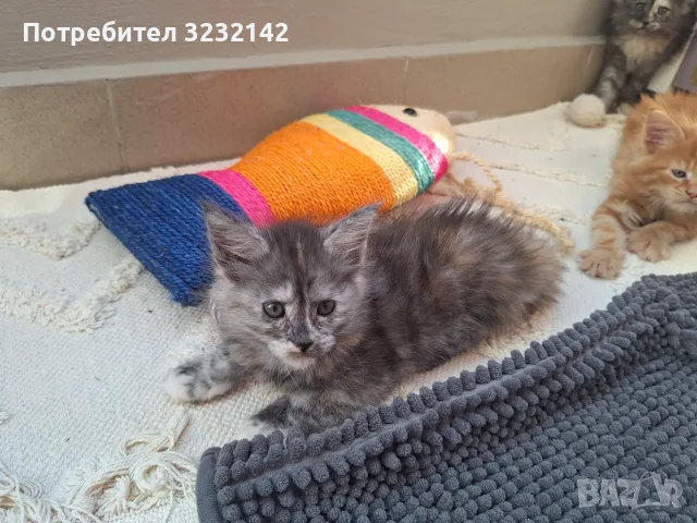 Котенца Мейн Куун , снимка 5 - Мейн кун - 55512481