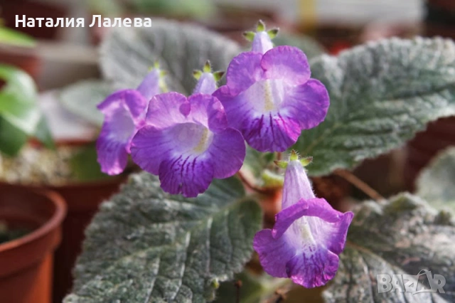 Еукодония, Еписция, eucodonia Adele
