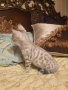 Бенгалски котета, снимка 3