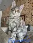 Котета мейн куун , снимка 4