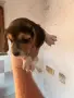 Продавам Бигъл  ., снимка 2