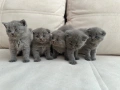 Шотландски клепухи , снимка 2