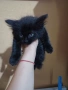 Мъжко котенце търси дом, снимка 2