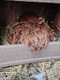 продавам кокошки с петел мини кохин, снимка 4