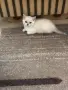 Британско късокосместо коте сребърна чинчила, снимка 6