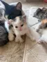 Домашни Котенца с Хигиенни Навици и Доставка до Вашия Град, снимка 13