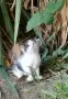 Котенца - Подарявам, снимка 10