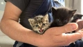Подарявам 4 малки котенца, снимка 2