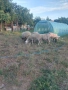 продавам стадо овце 4 овце 1 коч 1 шиле 1 агне, снимка 3