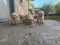 Чистокръвни малки кученца от породата Голдън ретривър, снимка 5