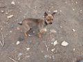 Чихупинчер пинчер, снимка 3
