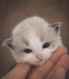 Рагдол котенца с родословие от лицензиран развъдник, снимка 1
