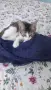Добри котета,търсят дом.София, снимка 4