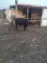Продавам мъжко теле абрадин, снимка 2