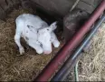 телета на различна възраст, снимка 4