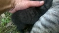 котета, снимка 4