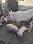 Продавам Прасенца, снимка 1