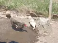 Гъски патици зайци , снимка 14